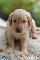 Gray Collar, a male Golden Retriever for sale in Creston, OH – 5 of 9