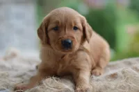 Brown Collar, a male Golden Retriever for sale in Creston, OH – 8 of 10
