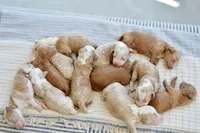 April, a male Miniature Goldendoodle for sale in Creston, OH – 7 of 8