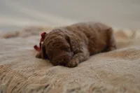 Miny, a female Poodle - Miniature  for sale in Creston, OH – 9 of 10