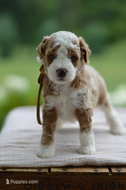October – Miniature Goldendoodle puppy for sale in Creston, OH