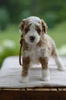 October, a male Miniature Goldendoodle for sale in Creston, OH – 1 of 10