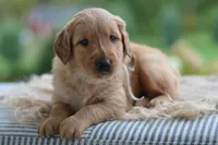 Gray Collar, a male Golden Retriever for sale in Creston, OH – 8 of 9