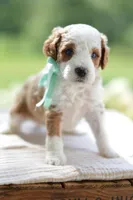 December, a male Miniature Goldendoodle for sale in Creston, OH – 6 of 10