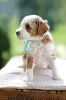 December, a male Miniature Goldendoodle for sale in Creston, OH – 5 of 10