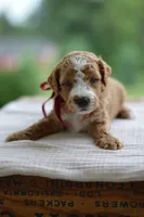 July, a male Miniature Goldendoodle for sale in Creston, OH – 5 of 10