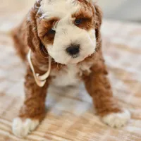 Ginger - Genetic Health Tested Clear , a female Miniature Goldendoodle for sale in Creston, OH – Photo 4 of 6