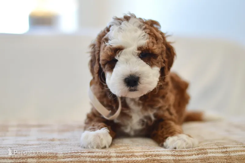 Ginger - Genetic Health Tested Clear 