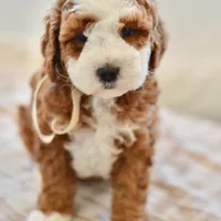 Ginger - Genetic Health Tested Clear , a female Miniature Goldendoodle for sale in Creston, OH – Photo 3 of 6