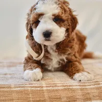 Ginger - Genetic Health Tested Clear , a female Miniature Goldendoodle for sale in Creston, OH – Photo 2 of 6