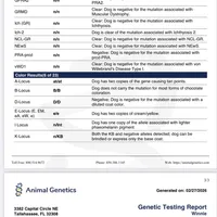 Ginger - Genetic Health Tested Clear , a female Miniature Goldendoodle for sale in Creston, OH – Photo 5 of 6