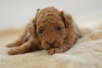 Meeny, a female Poodle - Miniature  for sale in Creston, OH – 4 of 9