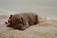 Miny, a female Poodle - Miniature  for sale in Creston, OH – 4 of 10