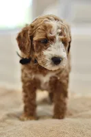 May, a male Miniature Goldendoodle for sale in Creston, OH – 4 of 10