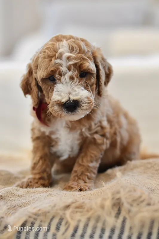 July – Miniature Goldendoodle puppy for sale in Creston, OH