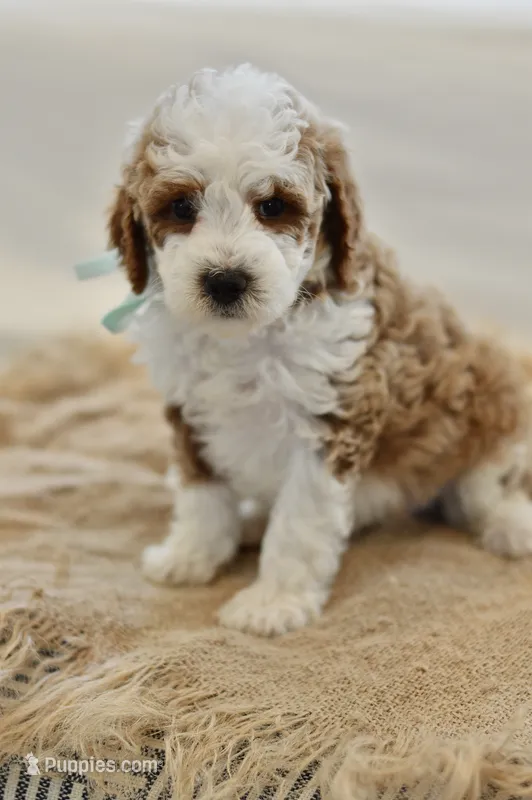 December – Miniature Goldendoodle puppy for sale in Creston, OH