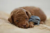Eeny, a male Poodle - Miniature  for sale in Creston, OH – 7 of 8