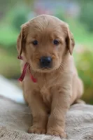 Red Collar , a male Golden Retriever for sale in Creston, OH – 6 of 10