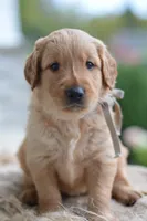 Gray Collar, a male Golden Retriever for sale in Creston, OH – 3 of 9