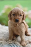 Brown Collar, a male Golden Retriever for sale in Creston, OH – 4 of 10