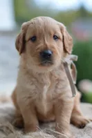 Gray Collar, a male Golden Retriever for sale in Creston, OH – 6 of 9