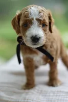 May, a male Miniature Goldendoodle for sale in Creston, OH – 4 of 9