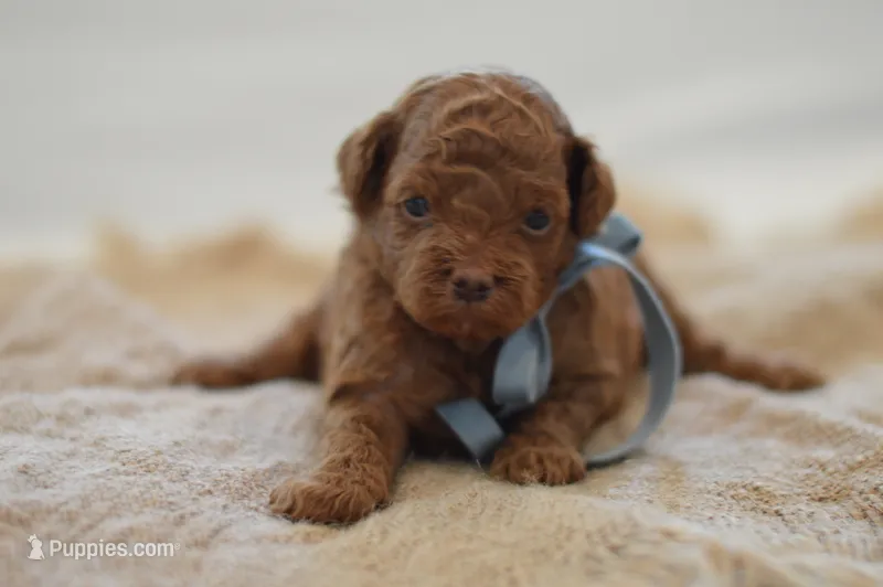 Eeny – Poodle - Miniature  puppy on hold in Creston, OH