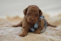 Eeny, a male Poodle - Miniature  for sale in Creston, OH – 1 of 8