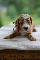 July, a male Miniature Goldendoodle for sale in Creston, OH – 7 of 10
