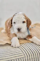 Basil, a male Miniature Goldendoodle for sale in Creston, OH – Photo 4 of 9