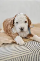 Basil, a male Miniature Goldendoodle for sale in Creston, OH – Photo 1 of 9