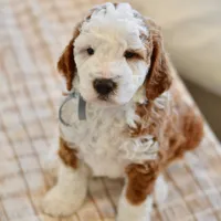 Basil - Health tested clear parents, a male Miniature Goldendoodle for sale in Creston, OH – Photo 4 of 10