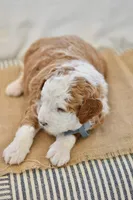 Basil, a male Miniature Goldendoodle for sale in Creston, OH – Photo 2 of 9