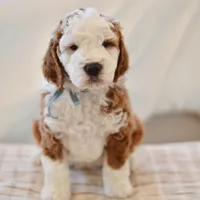 Basil - Health tested clear parents, a male Miniature Goldendoodle for sale in Creston, OH – Photo 5 of 10