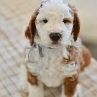 Basil - Health tested clear parents, a male Miniature Goldendoodle for sale in Creston, OH – Photo 3 of 10