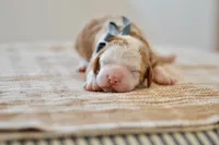 Basil, a male Miniature Goldendoodle for sale in Creston, OH – Photo 6 of 9