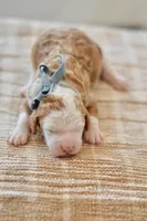 Basil, a male Miniature Goldendoodle for sale in Creston, OH – Photo 7 of 9