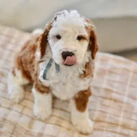 Basil - Health tested clear parents, a male Miniature Goldendoodle for sale in Creston, OH – Photo 6 of 10