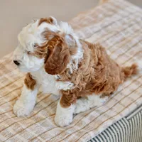 Basil - Health tested clear parents, a male Miniature Goldendoodle for sale in Creston, OH – Photo 7 of 10