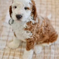 Basil - Health tested clear parents, a male Miniature Goldendoodle for sale in Creston, OH – Photo 1 of 10