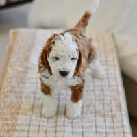 Basil - Health tested clear parents, a male Miniature Goldendoodle for sale in Creston, OH – Photo 2 of 10