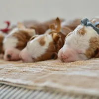Basil - Health tested clear parents, a male Miniature Goldendoodle for sale in Creston, OH – Photo 9 of 10