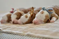 Basil, a male Miniature Goldendoodle for sale in Creston, OH – Photo 8 of 9