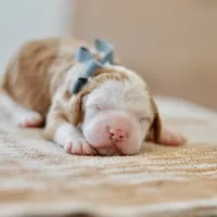 Basil - Health tested clear parents, a male Miniature Goldendoodle for sale in Creston, OH – Photo 8 of 10