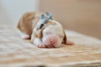 Basil, a male Miniature Goldendoodle for sale in Creston, OH – Photo 5 of 9