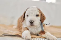 Basil, a male Miniature Goldendoodle for sale in Creston, OH – Photo 3 of 9