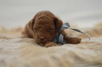 Eeny, a male Poodle - Miniature  for sale in Creston, OH – 2 of 8