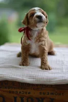 July, a male Miniature Goldendoodle for sale in Creston, OH – 6 of 10