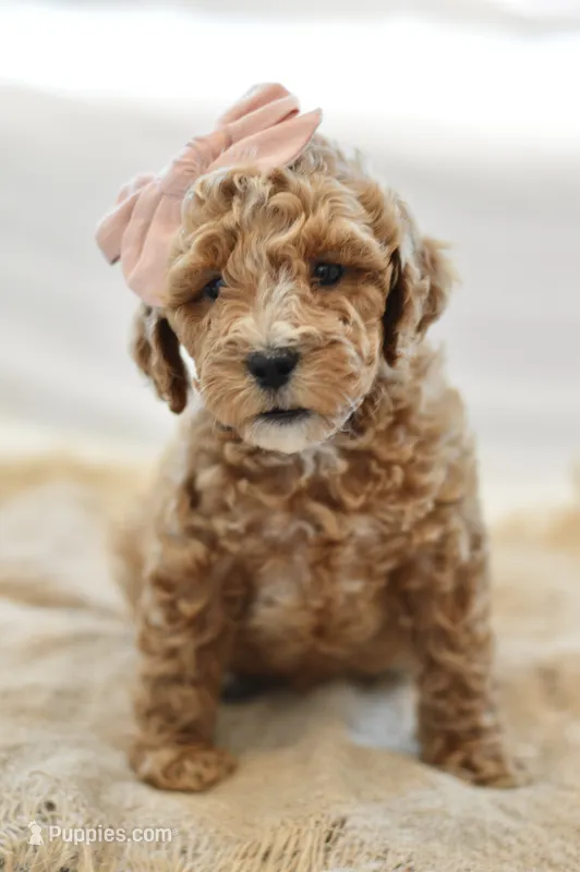 January – Miniature Goldendoodle puppy for sale in Creston, OH