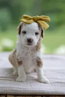March, a female Miniature Goldendoodle for sale in Creston, OH – 6 of 8